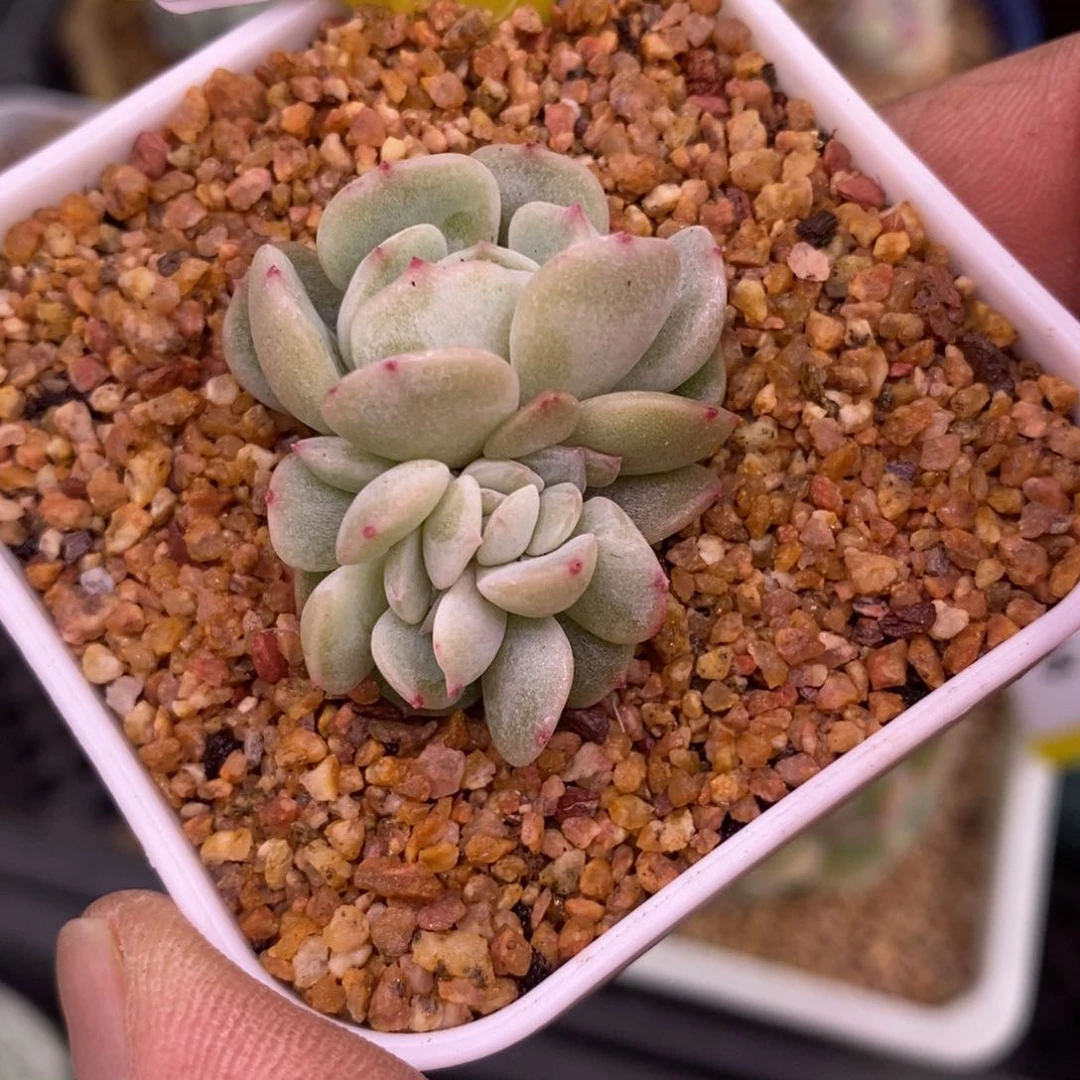 5176白恋缀多肉植物