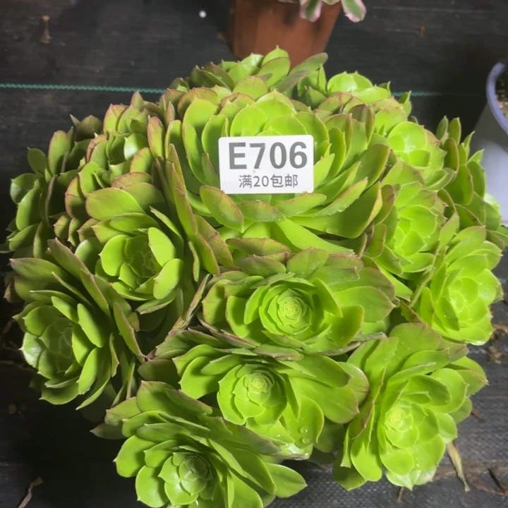 瑞妈一物一拍706