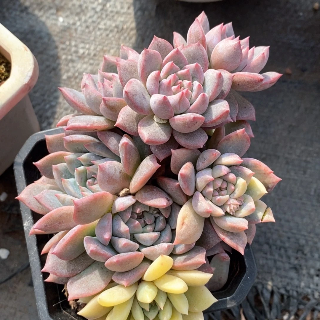 多肉植物盆栽多肉