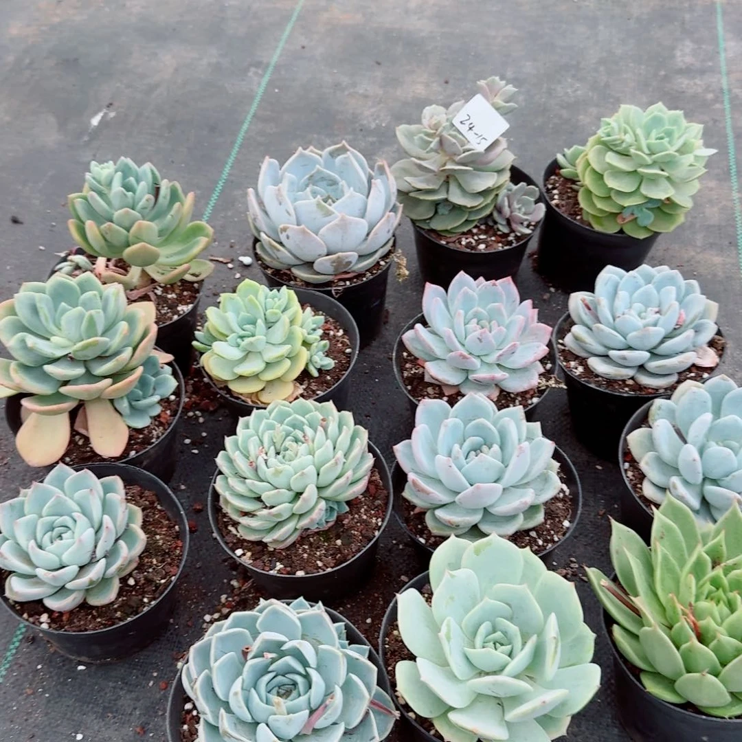 24-15十五颗脱土发货量拍