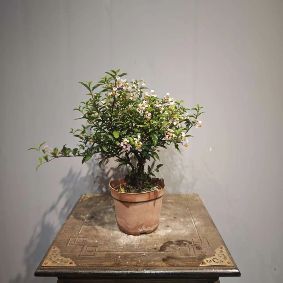 小桩【湾湾李氏樱花】好养懒人绿植花卉盆栽