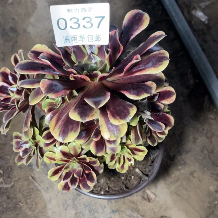 0337欧嘉莉的人多肉的