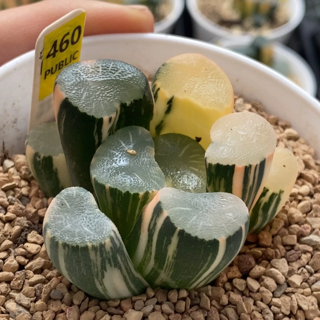 460号欧大宝实生万象锦