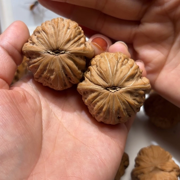 紫***呈文玩核桃把件铁锤