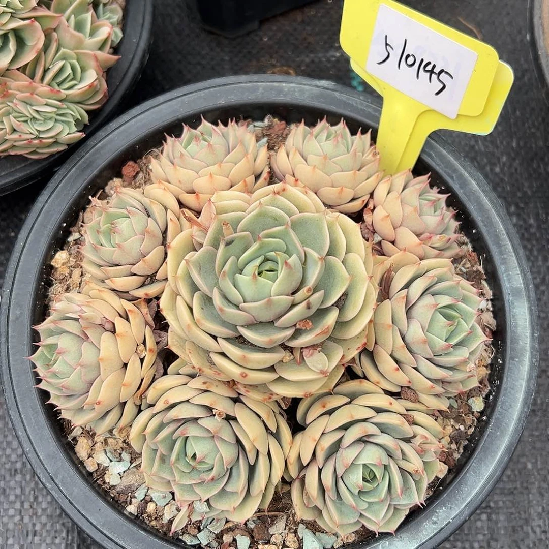 510145 手捧本吧蒂斯无砍