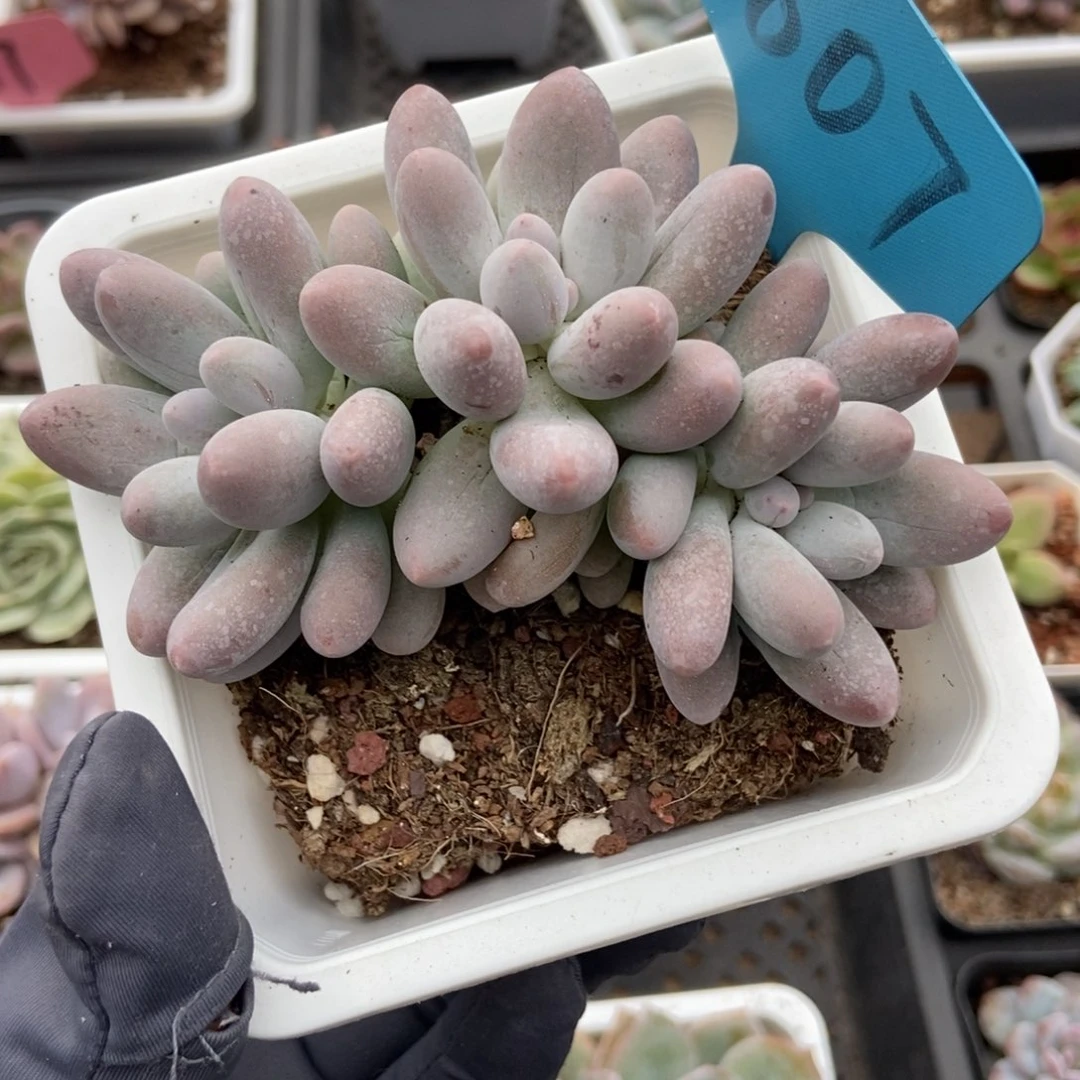 1807汤圆多肉植物保护