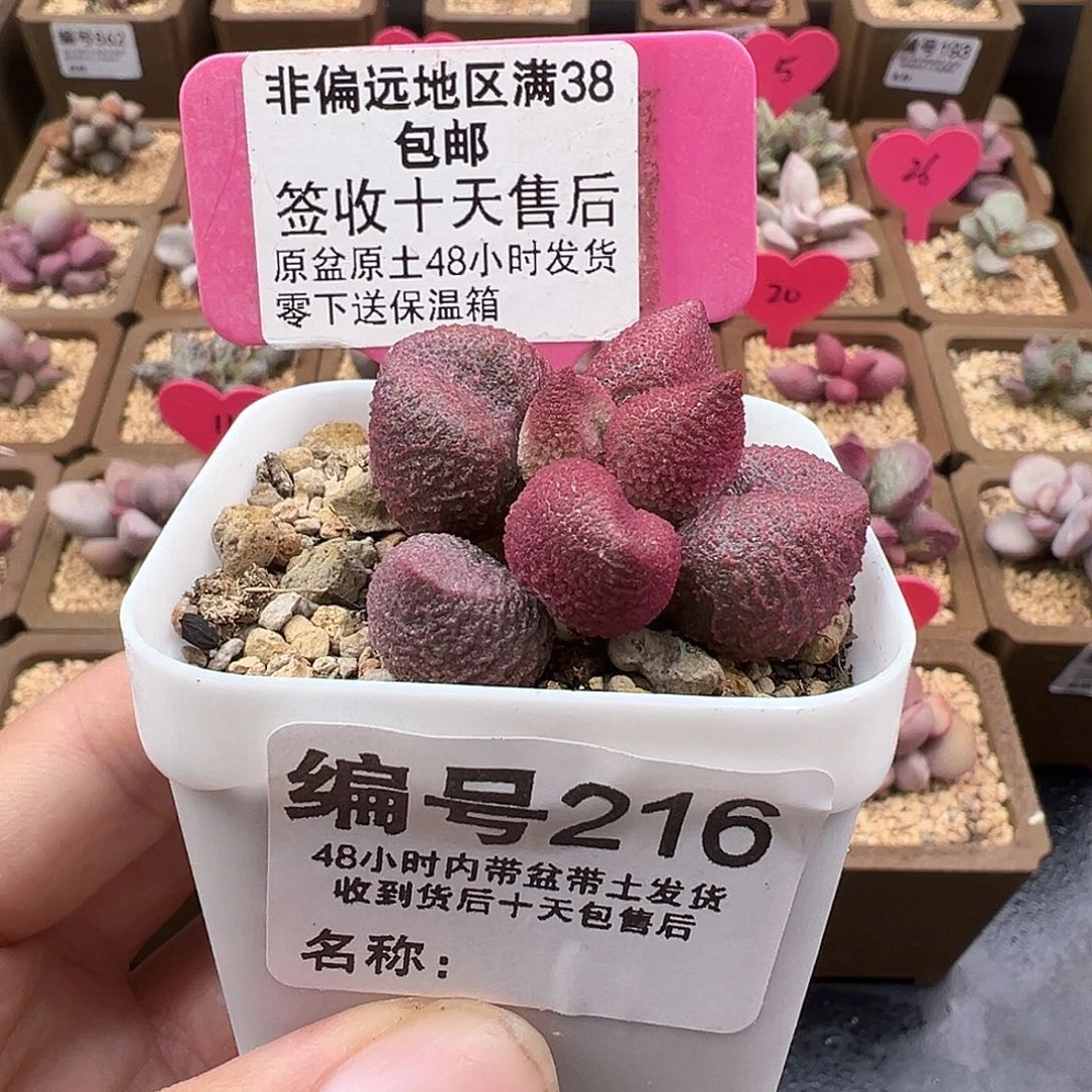 216水蜜桃多肉植物