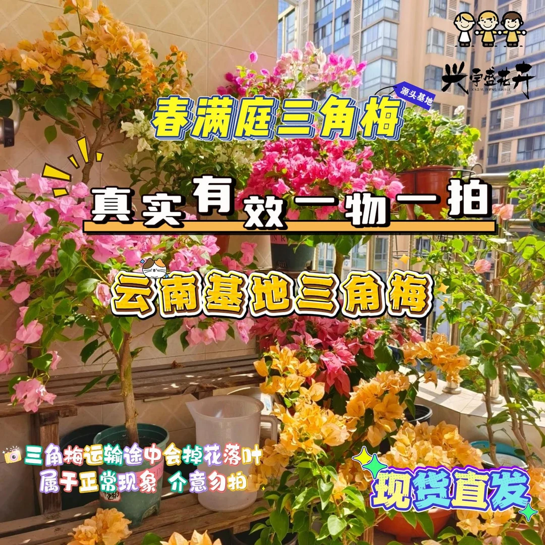 春满庭【单盆一物一拍】会掉花落叶甚至光杆介意勿拍三角梅