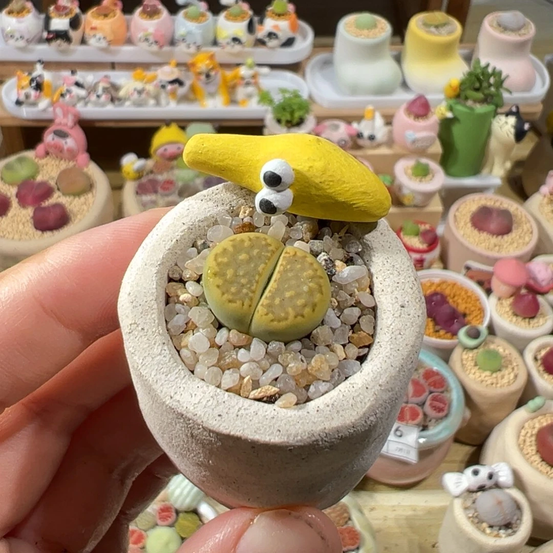 多肉植物17号黄巴黎