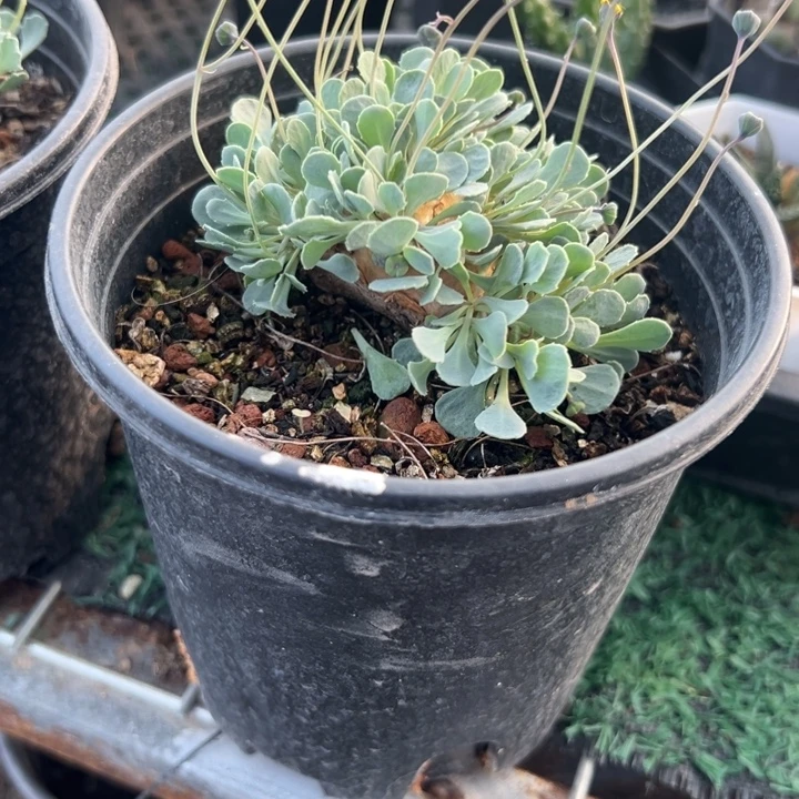 格加厚敦菊，一物一拍