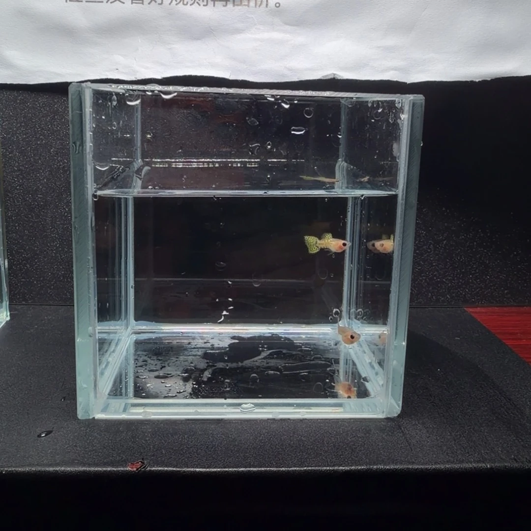 孔雀鱼黄蕾丝大C1对