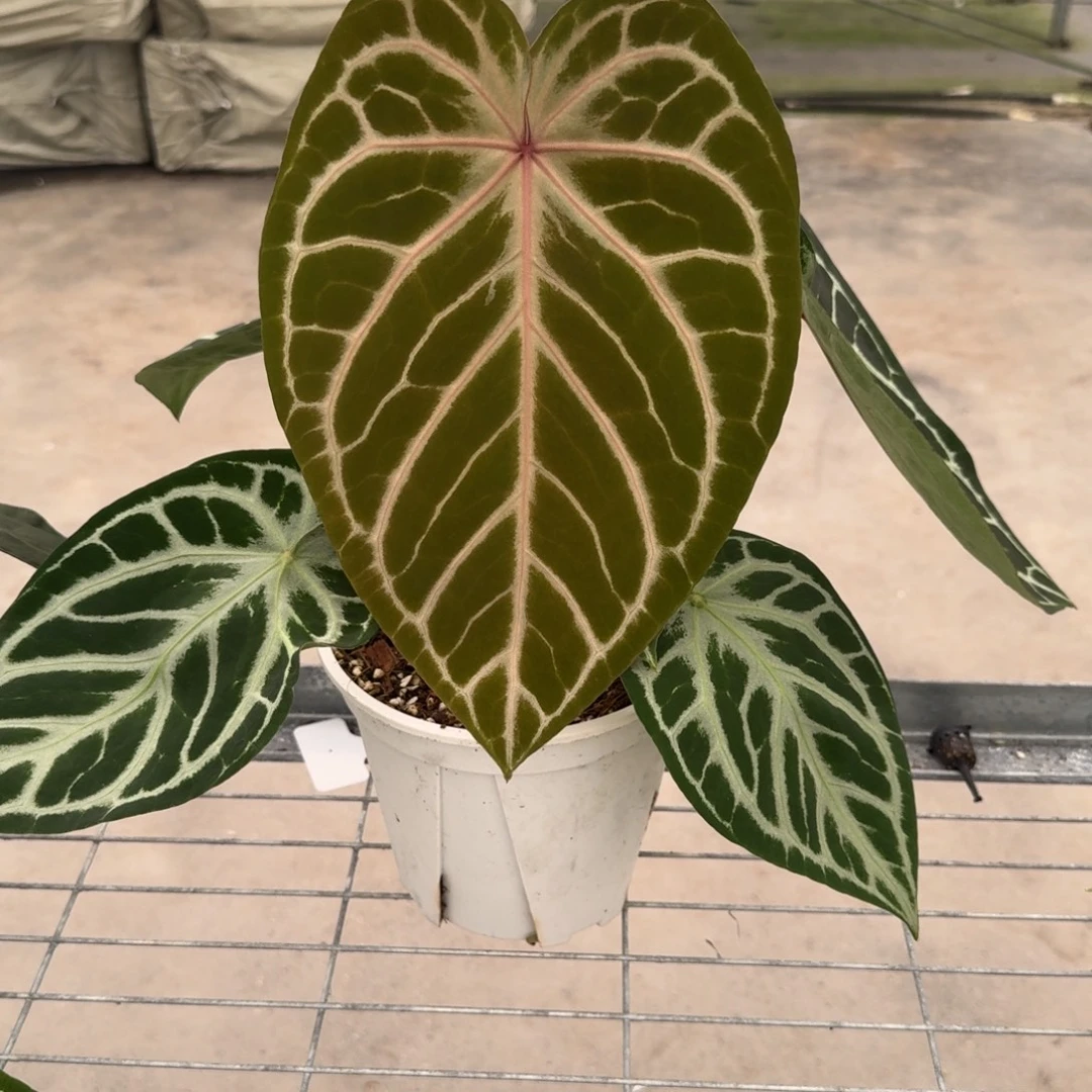 不开花植物红水晶杂银色面纱