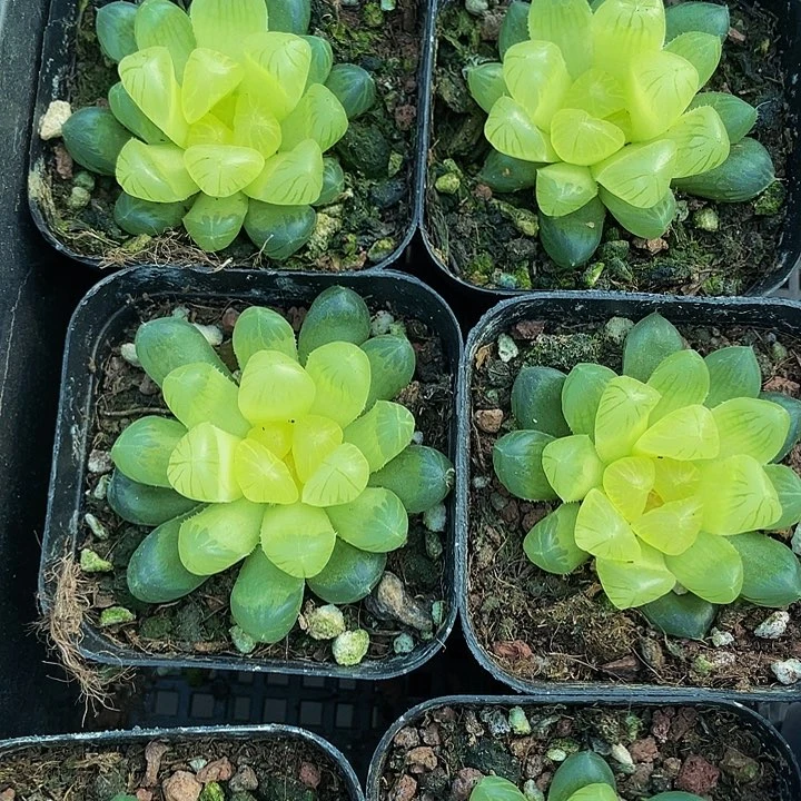 湖泊玉露4.8带盆