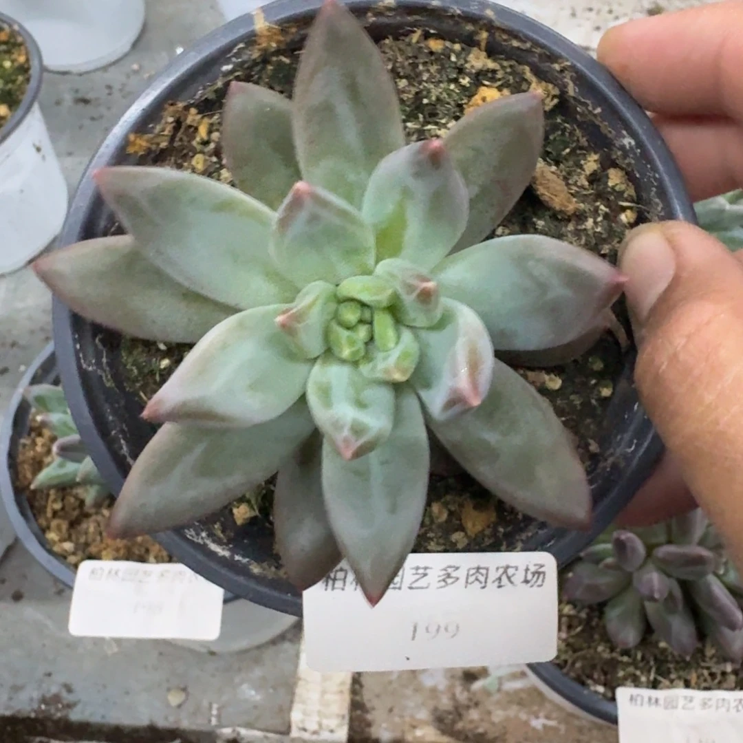 199 韦斯特曼 单头 一物一拍