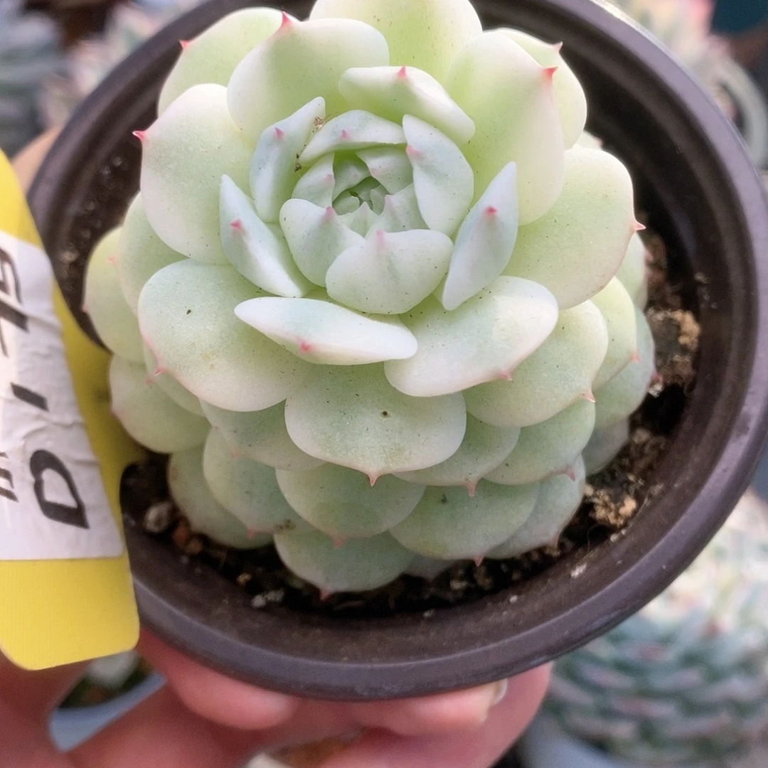 179静夜锦锦锦锦锦锦