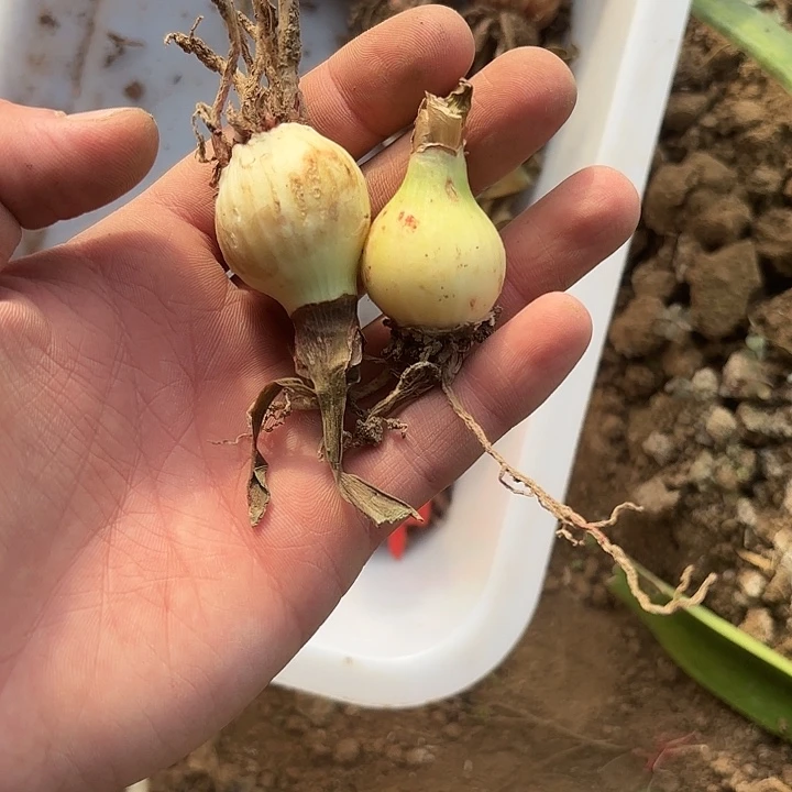 完全开放绿色带花边2.5左右2棵