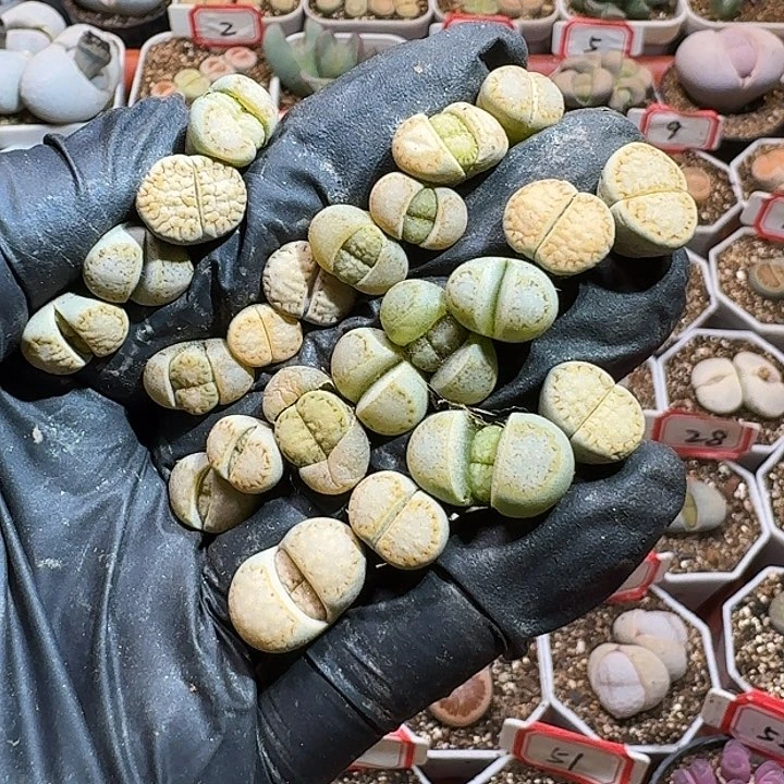 陈****?生石花2223:：/。  131