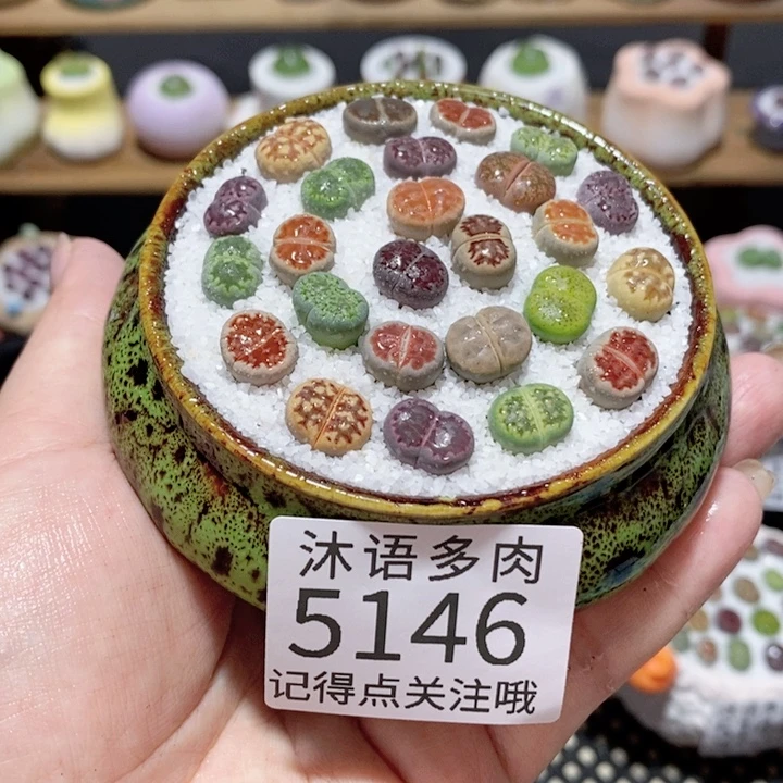 带盆土植物 一物一拍5146