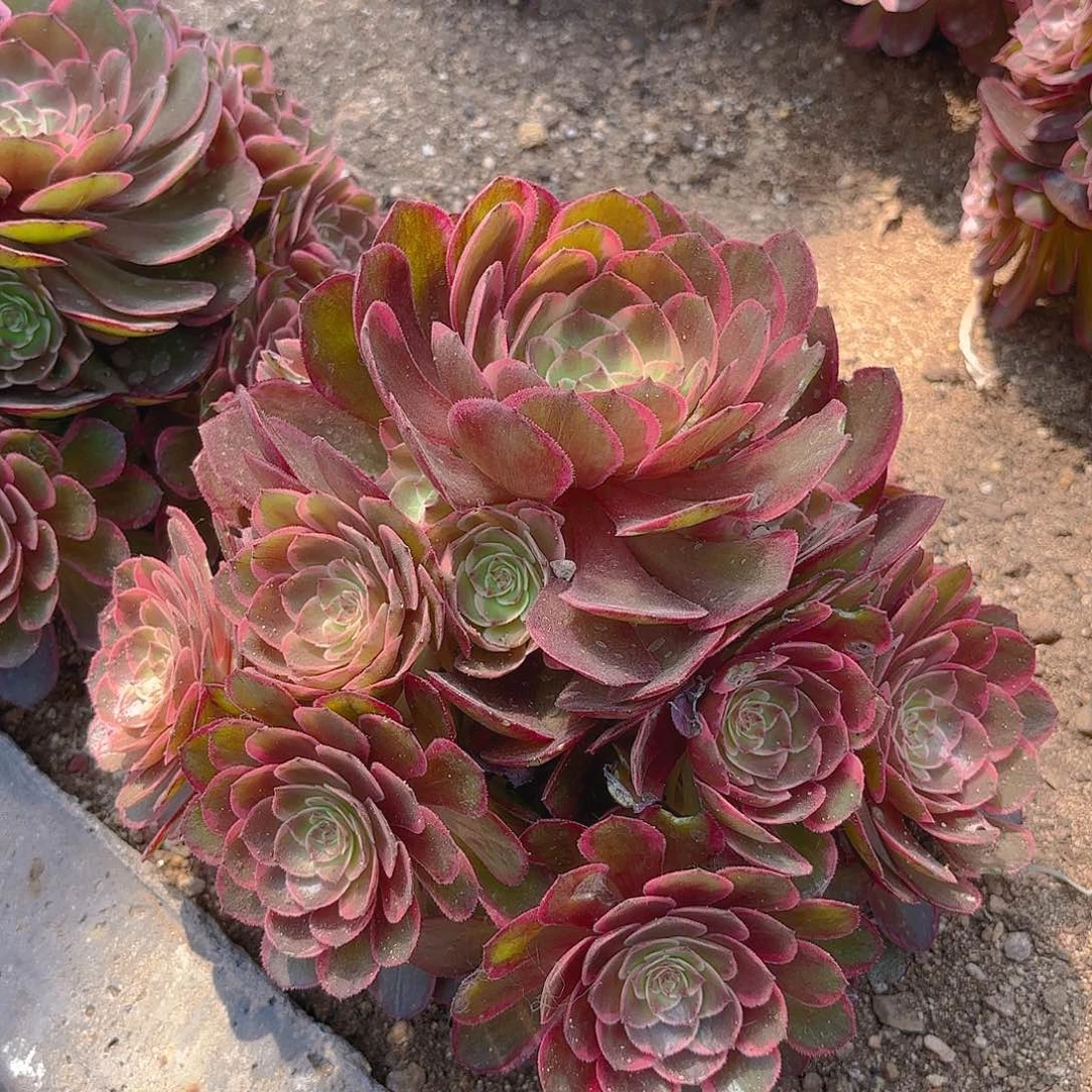粉花妖多肉植物手捧