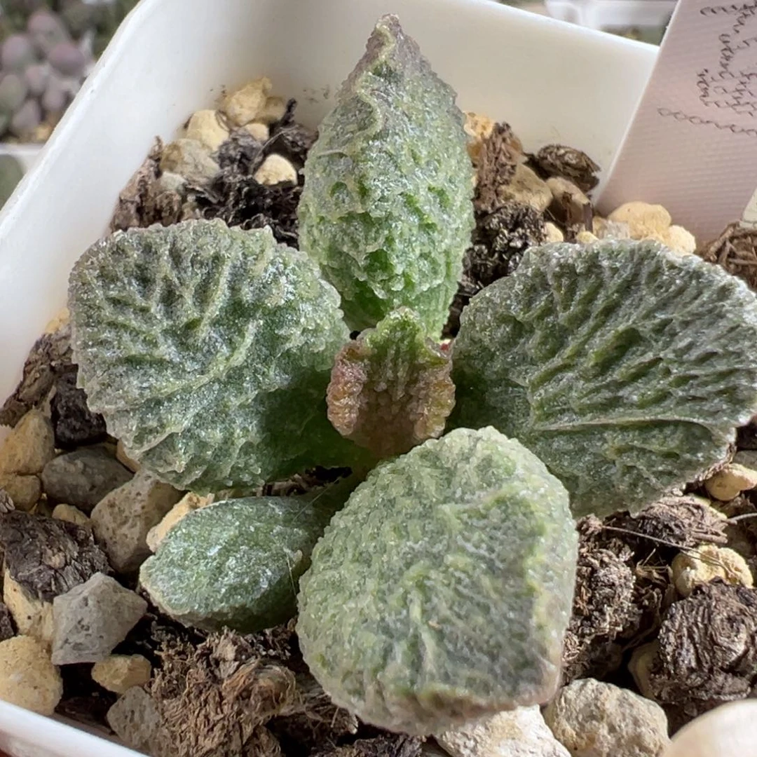 w大鱼海棠多肉植物水泡