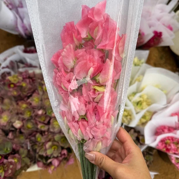 【深粉色 香豌豆花】家用鲜花/花束 云南鲜花基地直发