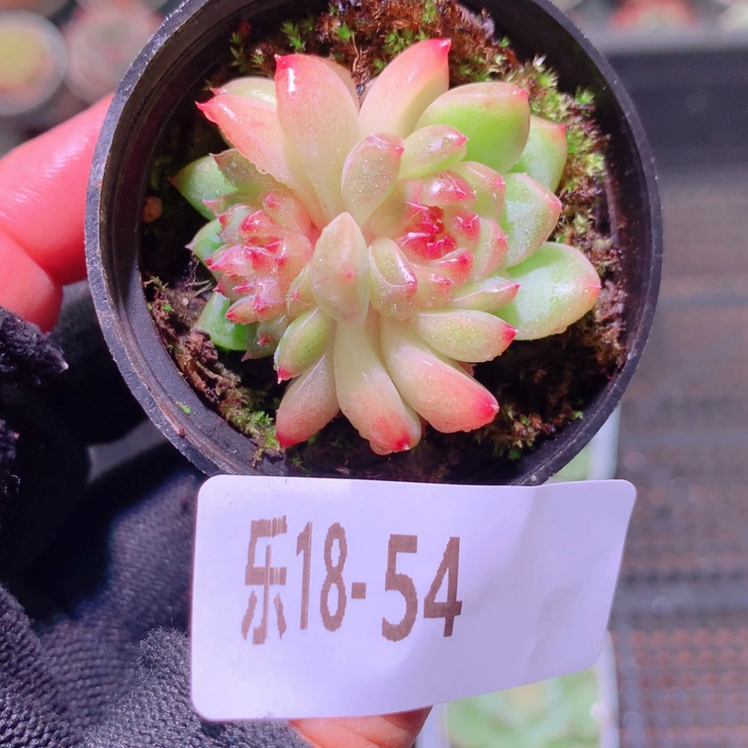 乐然18-54 新品双头