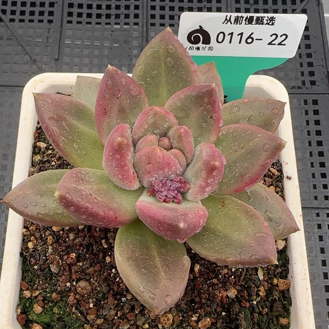 从前慢花园精选0116-22