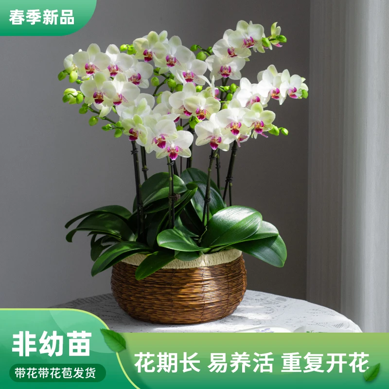 蝴蝶兰【绿熊】盆栽绿植乔迁婚礼家居欧品开花养活带花蝴蝶兰盆栽