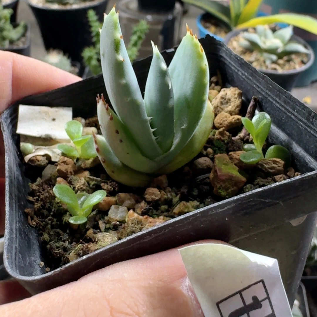 178柏加芦荟脱土发货