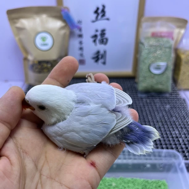 牡丹鹦鹉-学吃精品重色紫面伊莎公Z0369