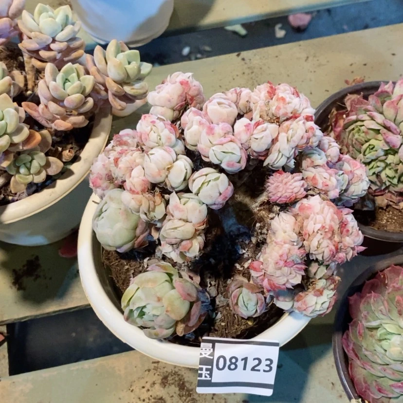 【闪购商品】唐****哟贝瑞缀处理08123