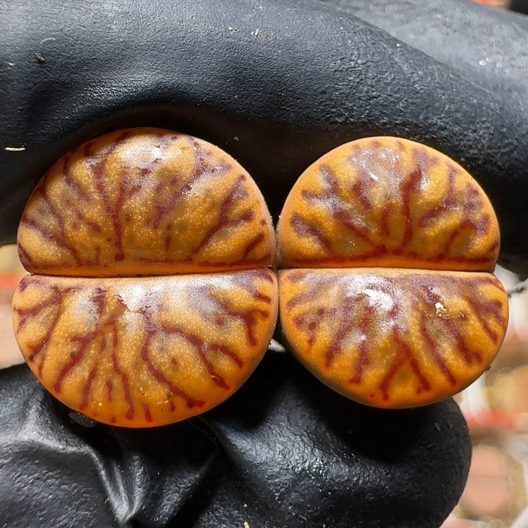 生石花的季节111121。  172