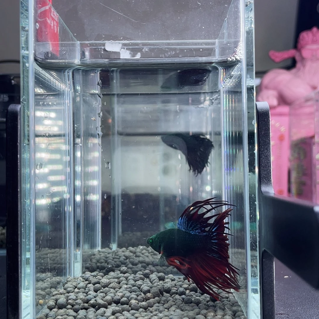 斗鱼37号13早绿毒