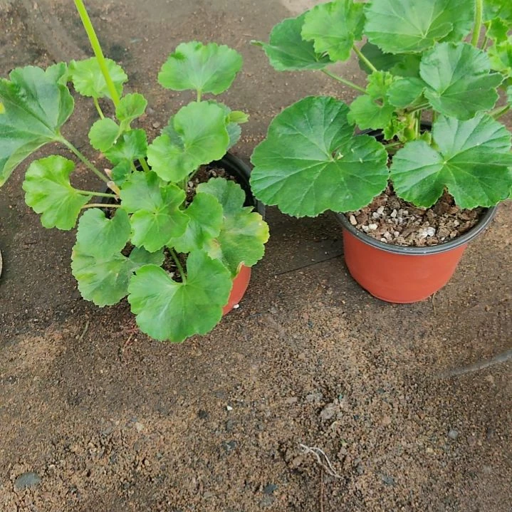 完全开放啦啦啦啦啦啦啦啦