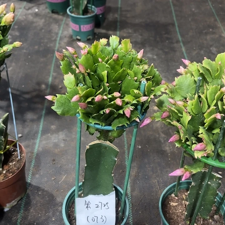 笨****当前无花栽培后可以开花