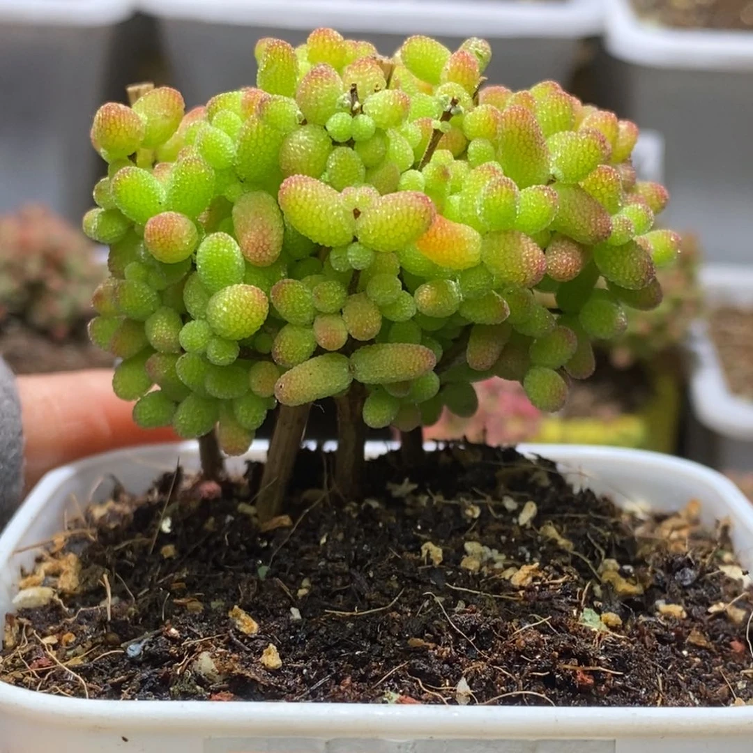 金桔糖球枝干番杏D129