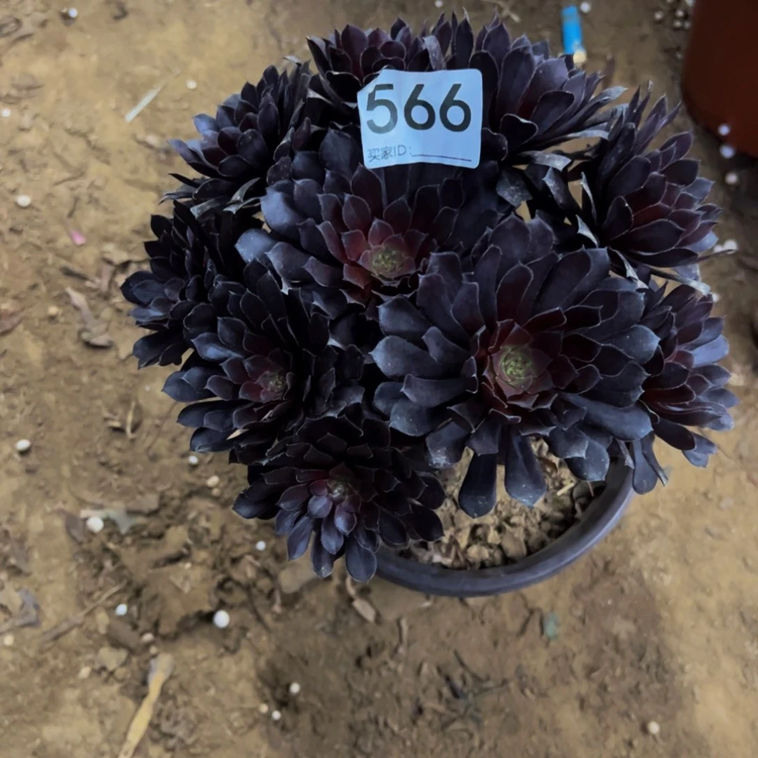 566黑铜壶法师多肉