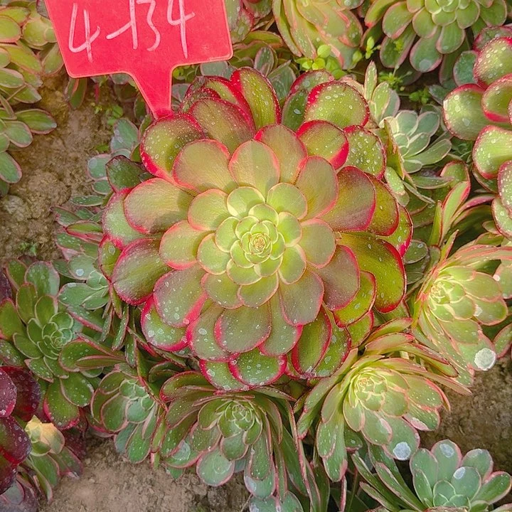 4-134粉花妖多肉法师