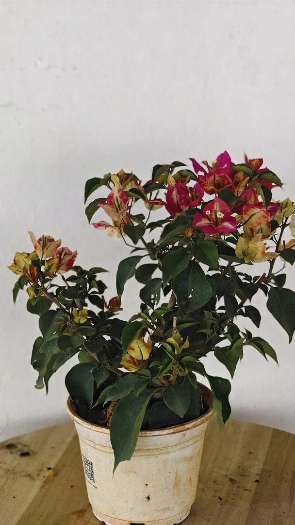 莫吉托新品 勤花复色三角梅