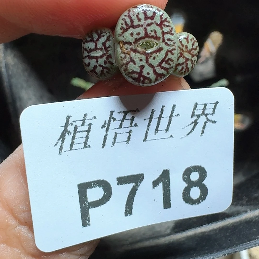 718盒多肉植物哇cv