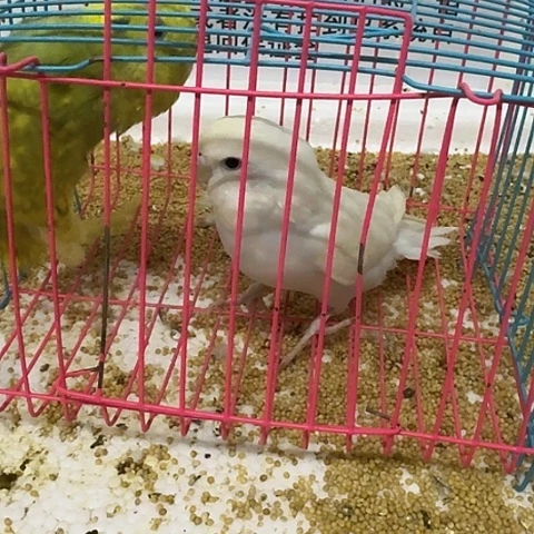 虎皮鹦鹉大头在线