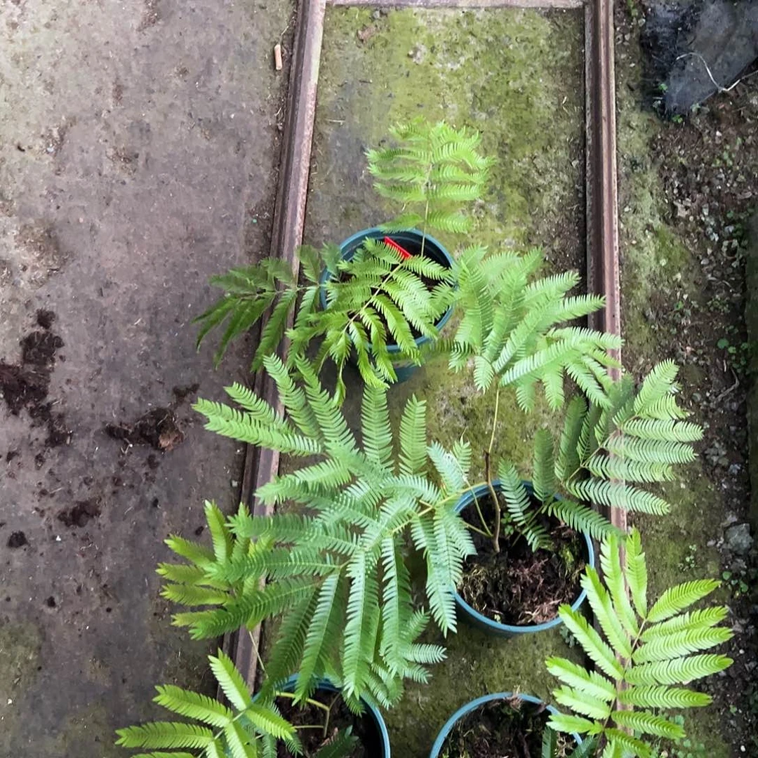 完全开放猴子随机发货不售后