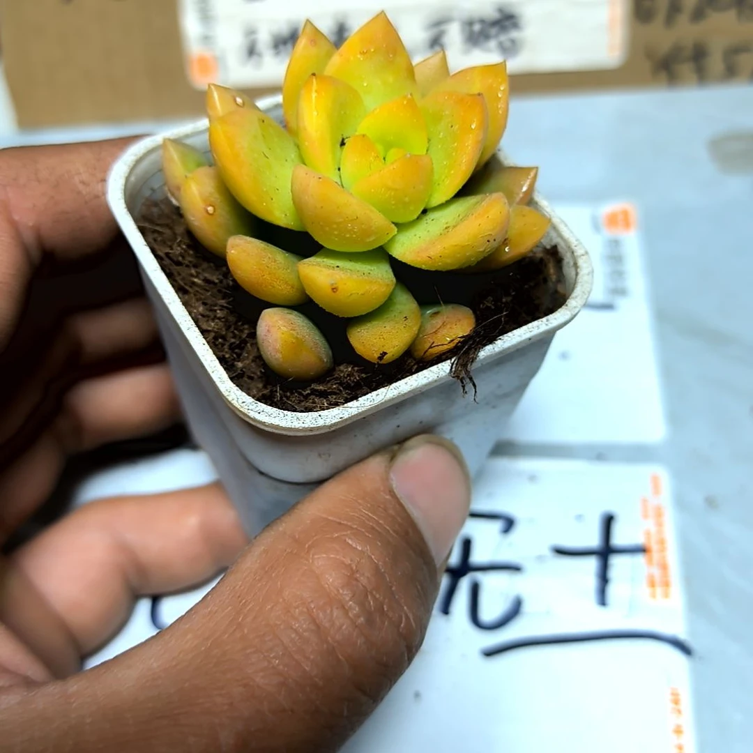 满6元包邮,黄丽俩颗