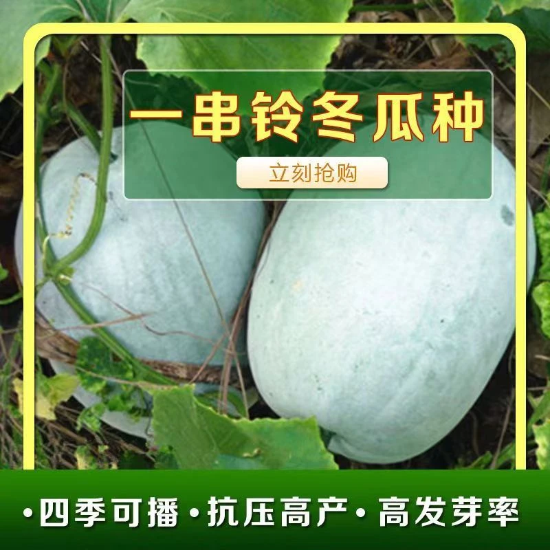 一串铃冬瓜种子小冬瓜种籽孑新鲜球形袖珍冬瓜季蔬菜耐寒菜种菜籽