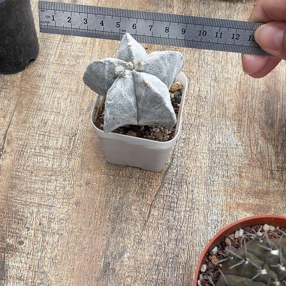 实生银沙鸾凤玉一物一拍