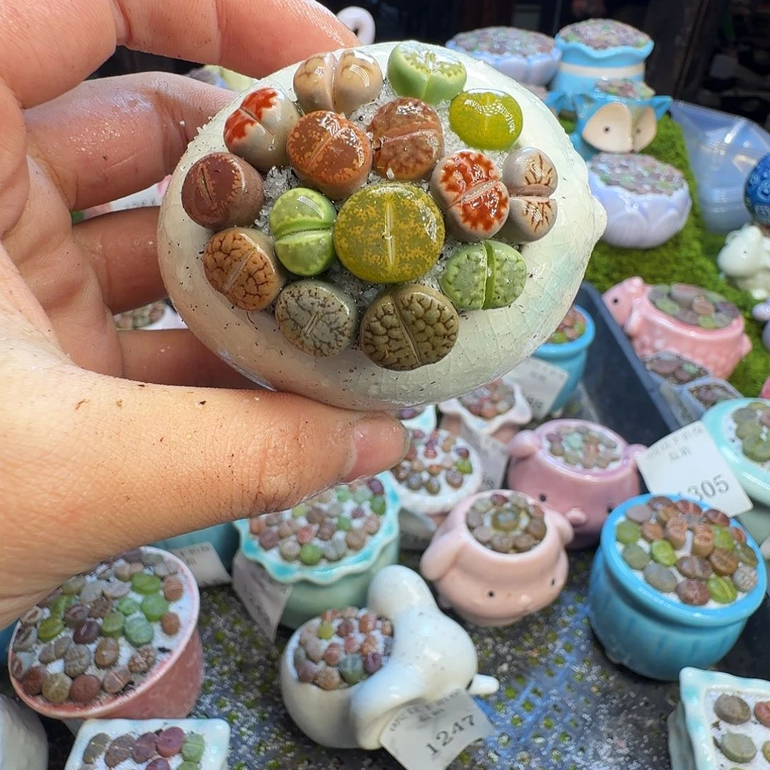 多肉葡萄的味道真的1389