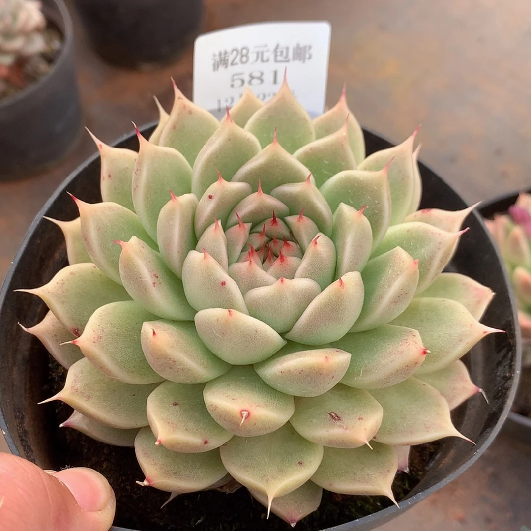 【闪购商品】云581号