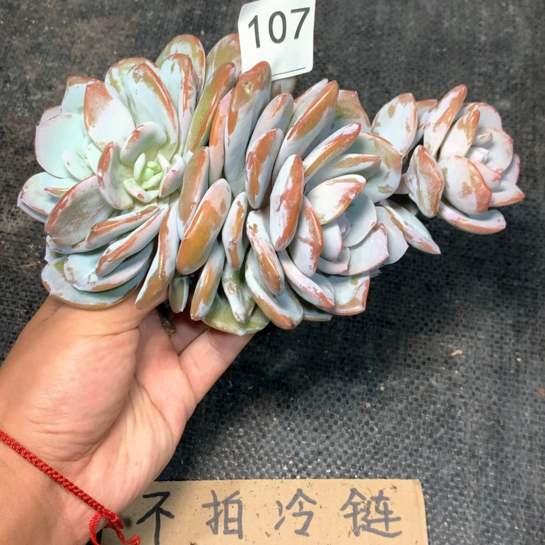 # 107 不拍冷链不售后