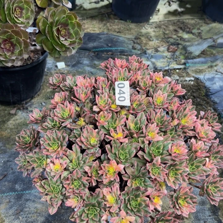 甜茶40多肉法师一物一拍