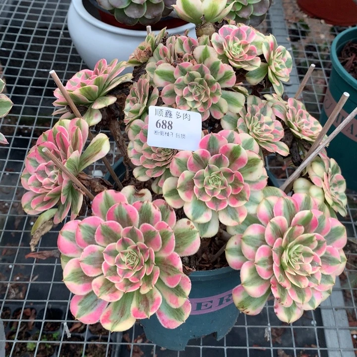 688粉铜多肉植物特价